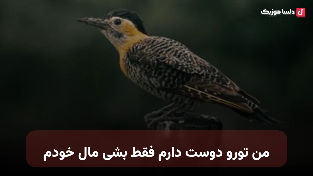من تورو دوست دارم فقط بشی مال خودم صدای زن